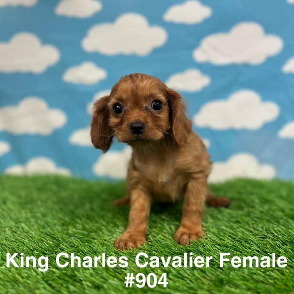 King Charles Cavalier Puppy