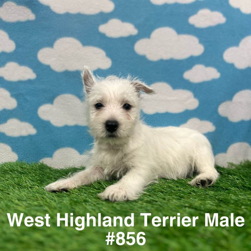 West Highland Terrier Puppy