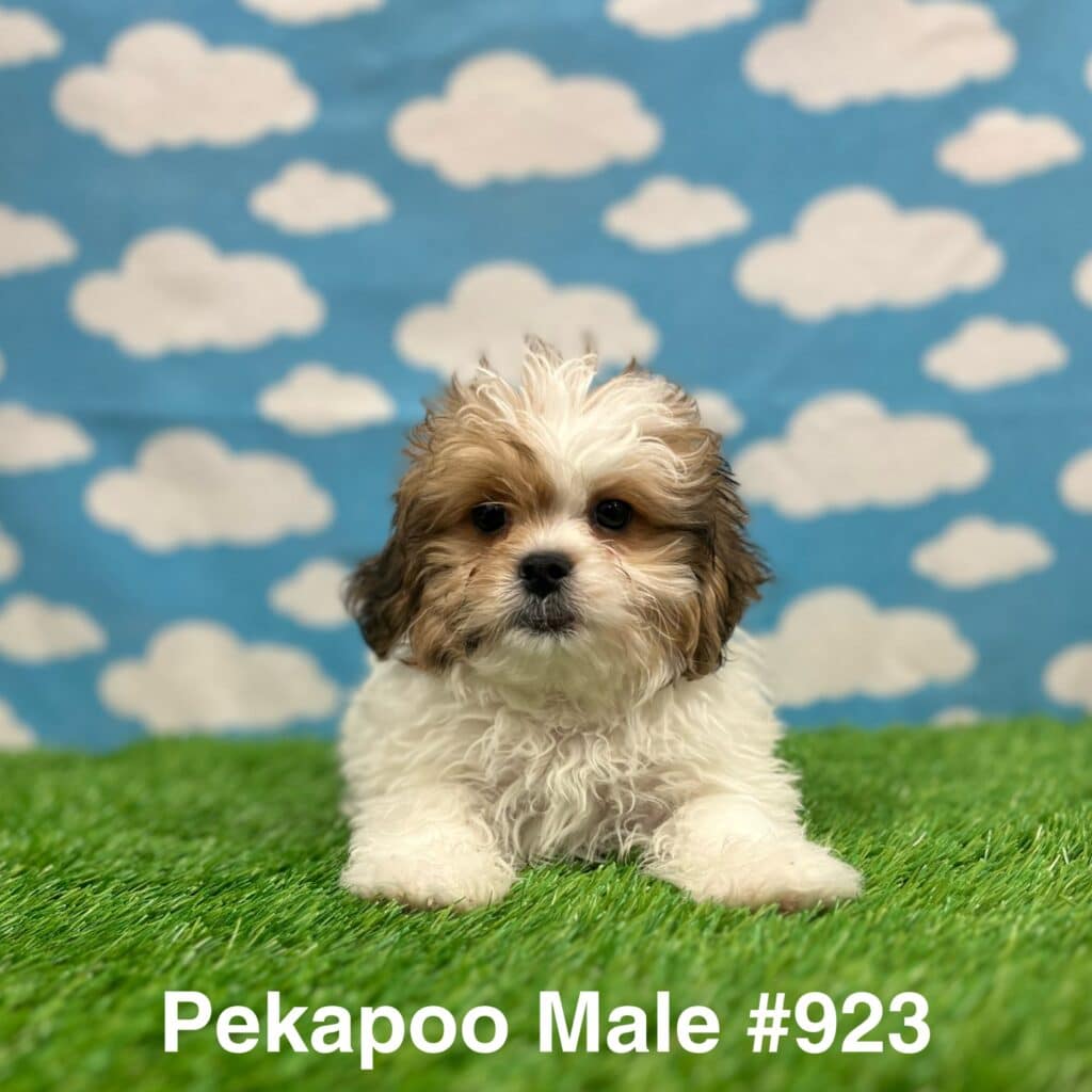 Pekapoo Puppy