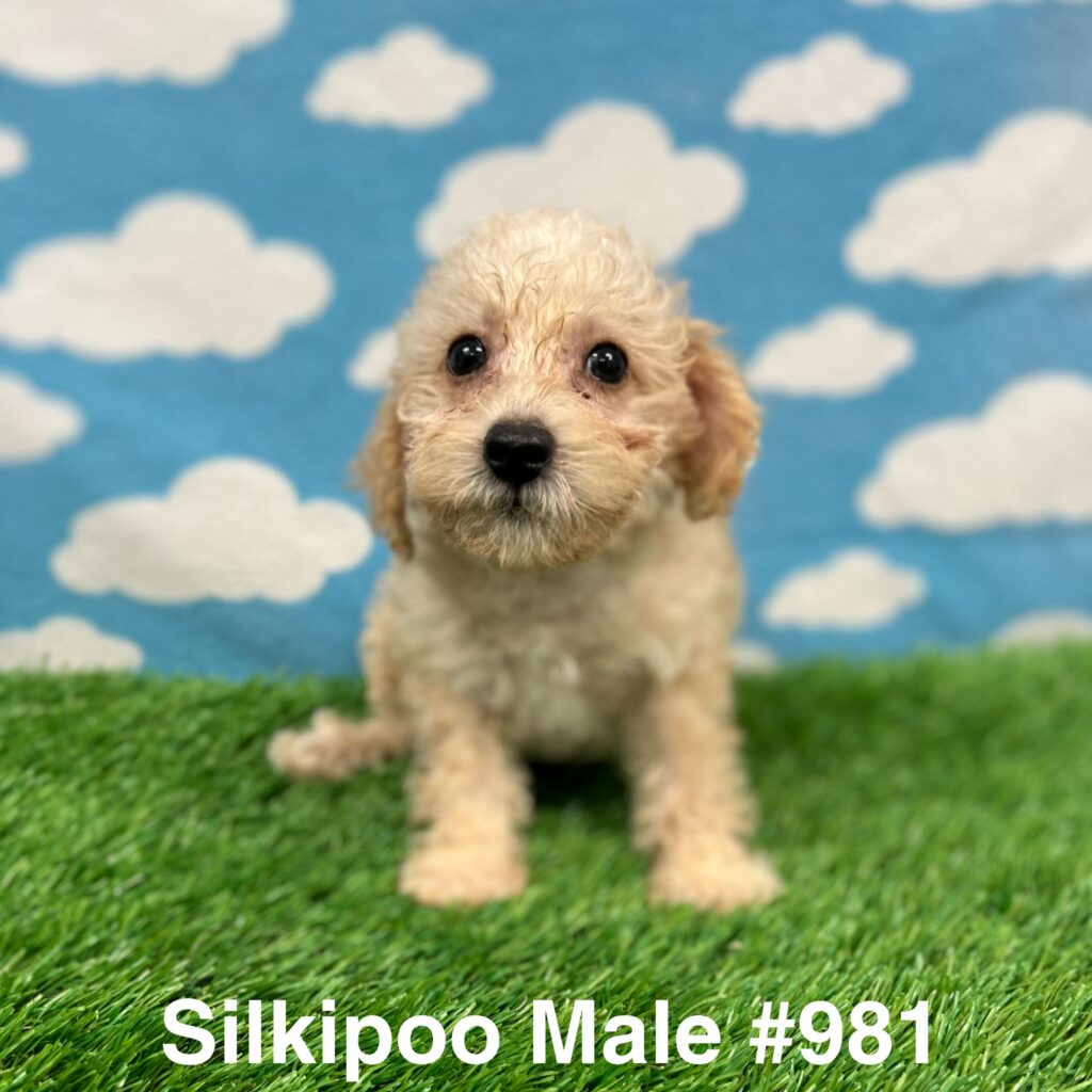 Silkipoo Puppy
