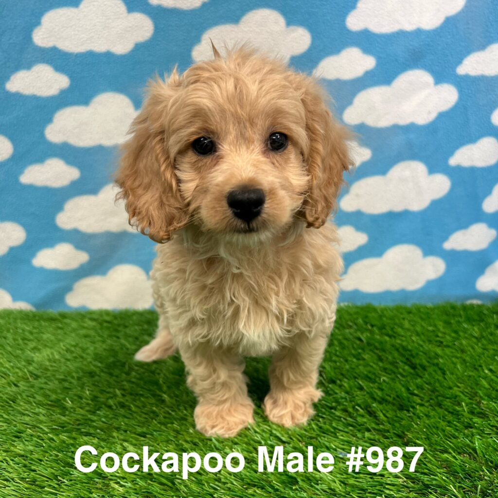 Cockapoo Puppy