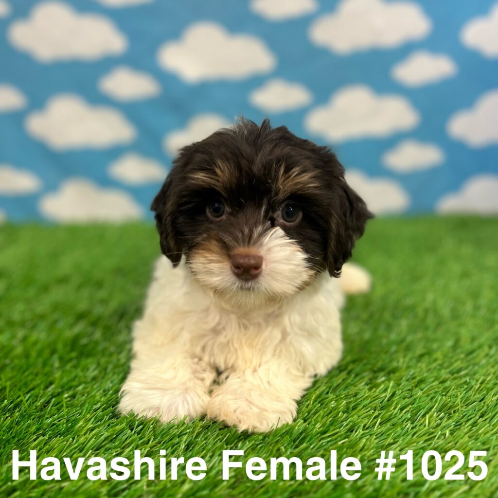 Havashire Puppy
