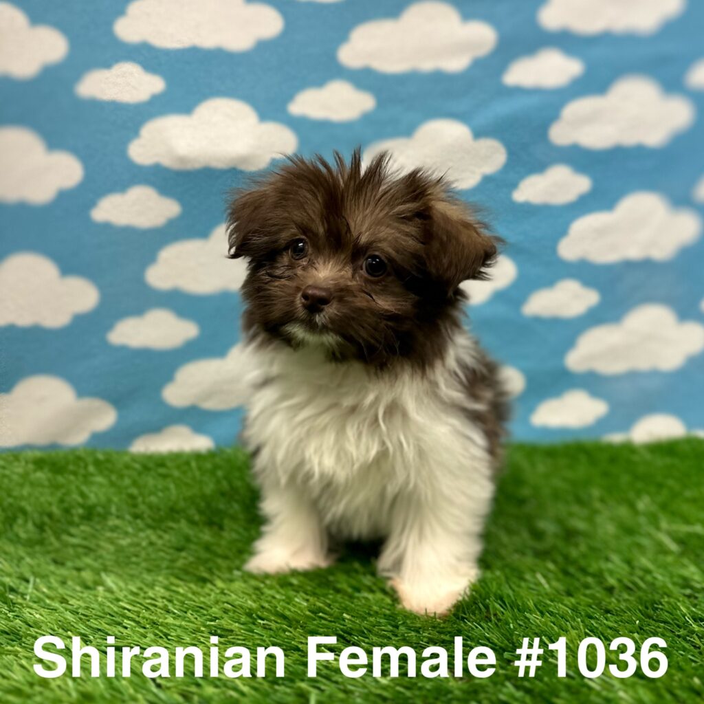 Shiranian Puppy