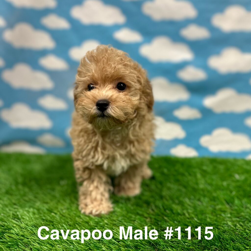 Cavapoo Puppy