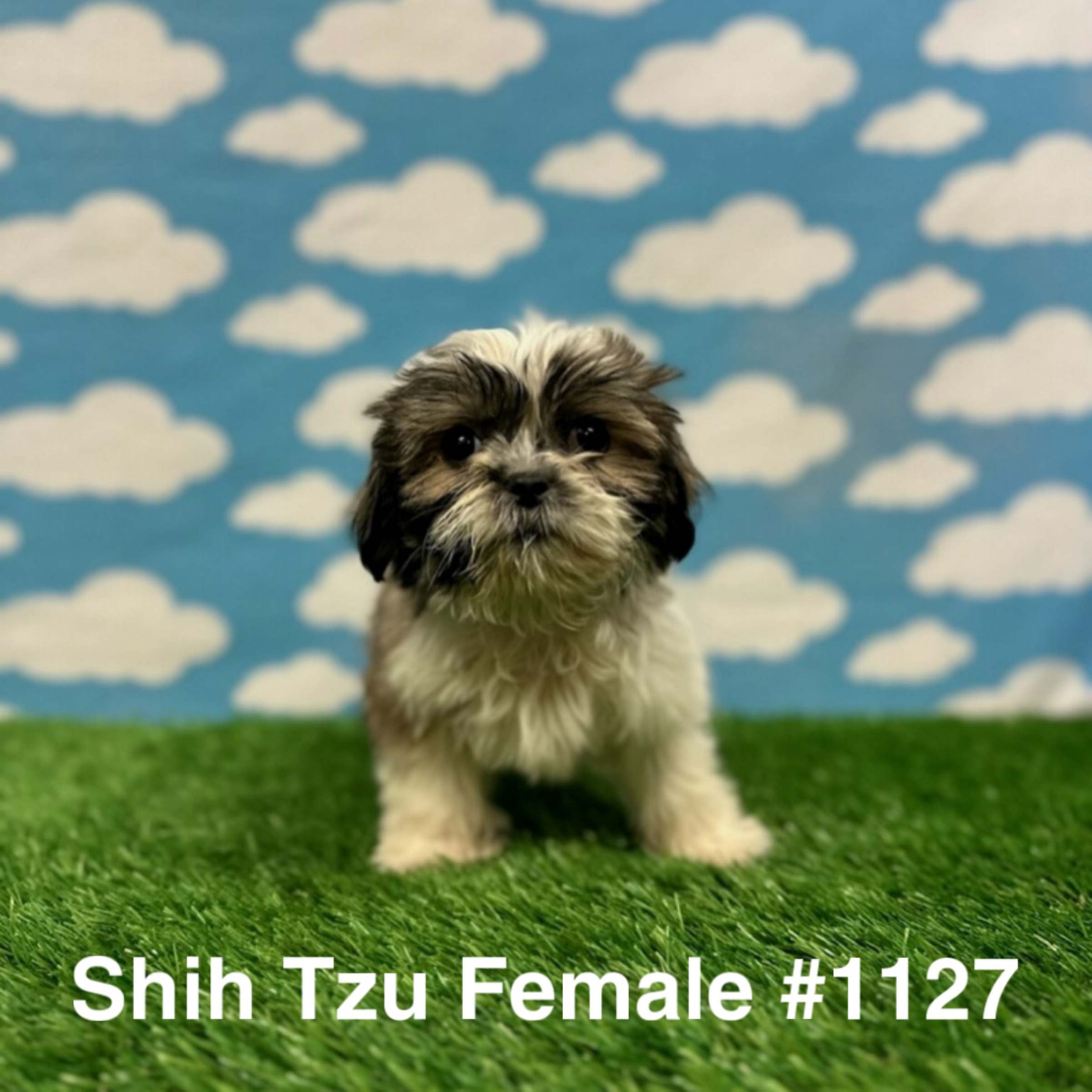 Shih Tzu - Just Pets