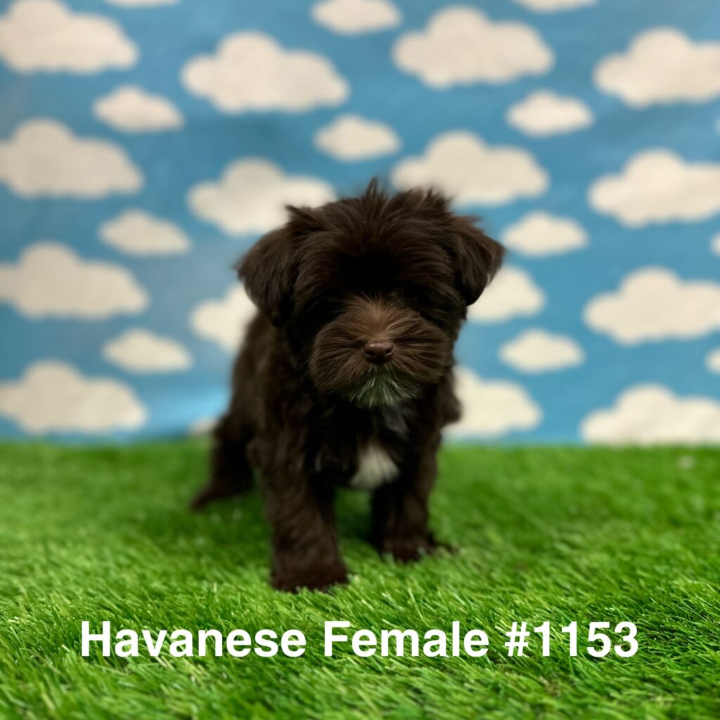 Havanese Puppy