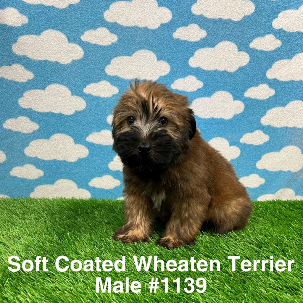 Soft Coated Wheaten Terrier Puppy