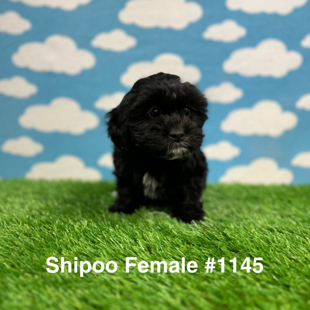 Shipoo Puppy