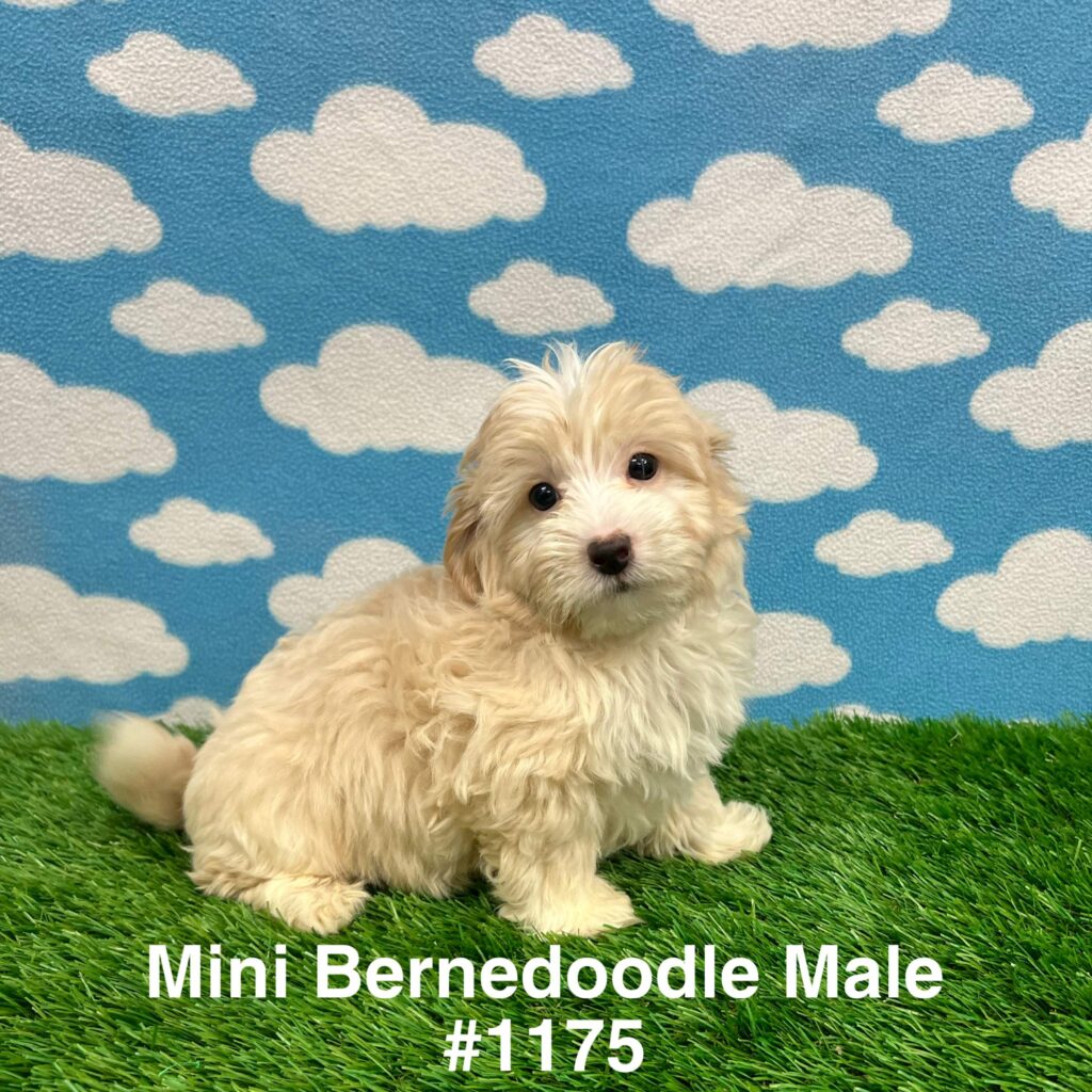 Mini Bernedoodle Puppy